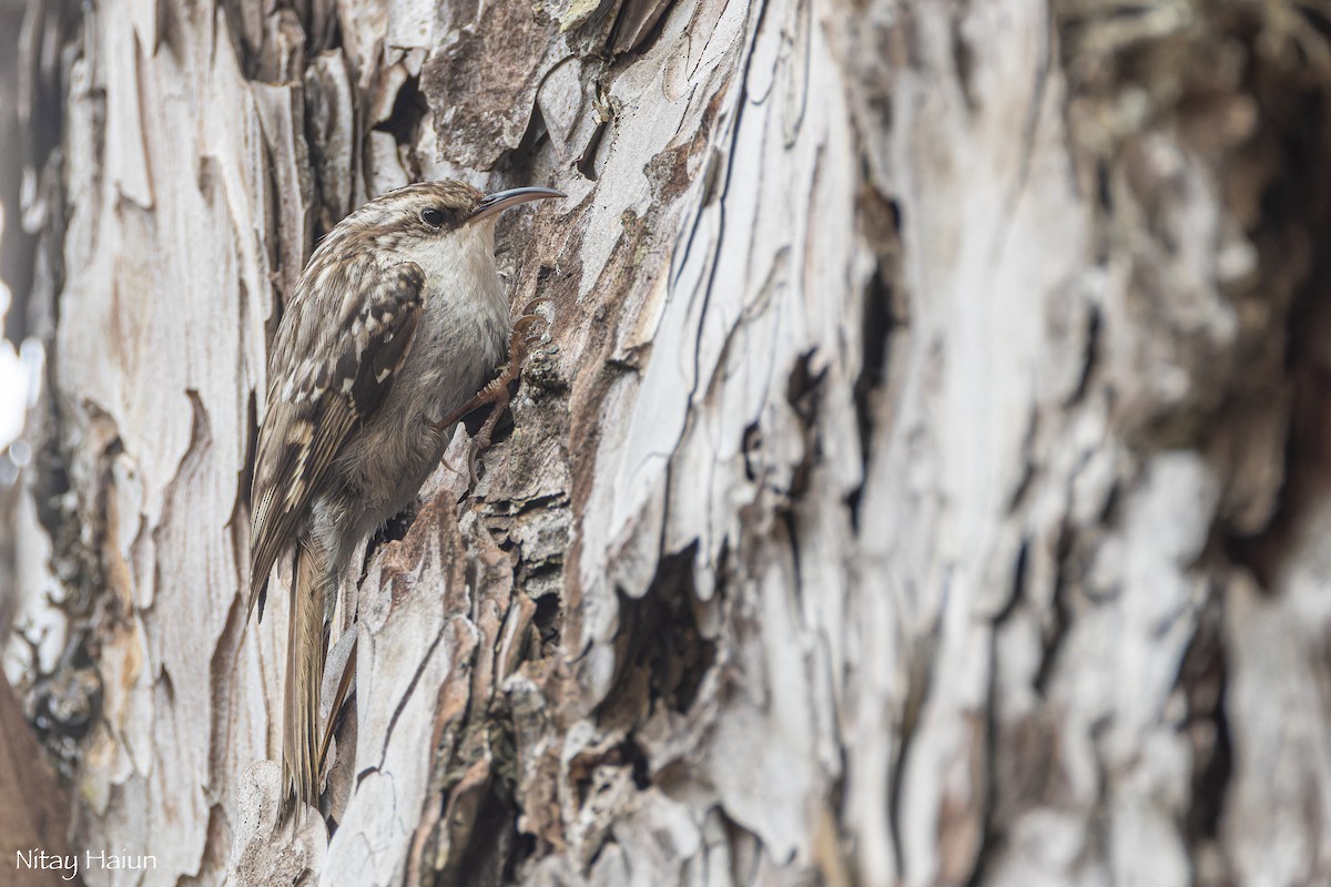 Short-toed Treecreeper - ML620667101