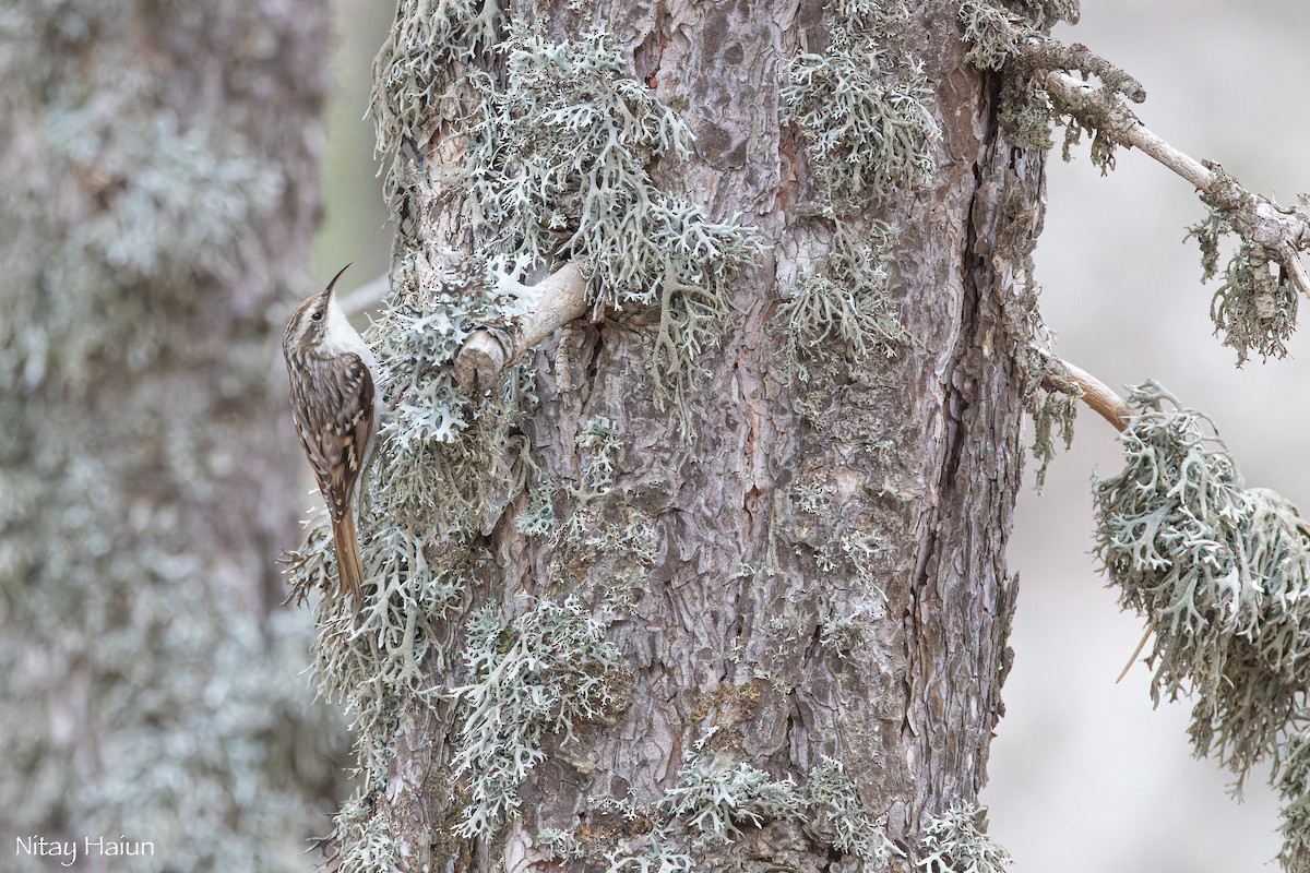 Short-toed Treecreeper - ML620667102