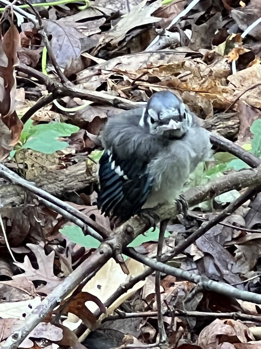 Blue Jay - ML620667103