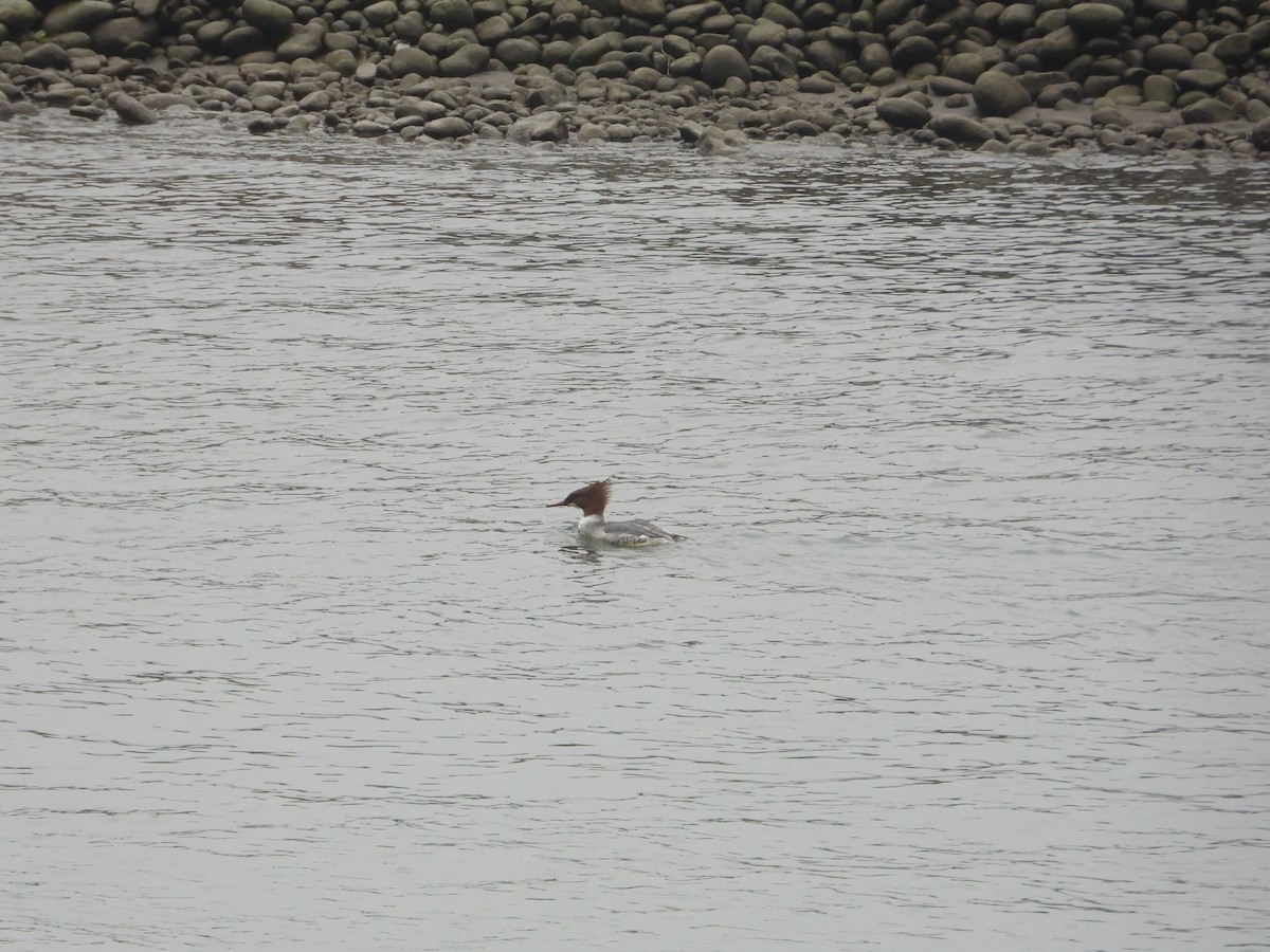 Common Merganser - ML620667107