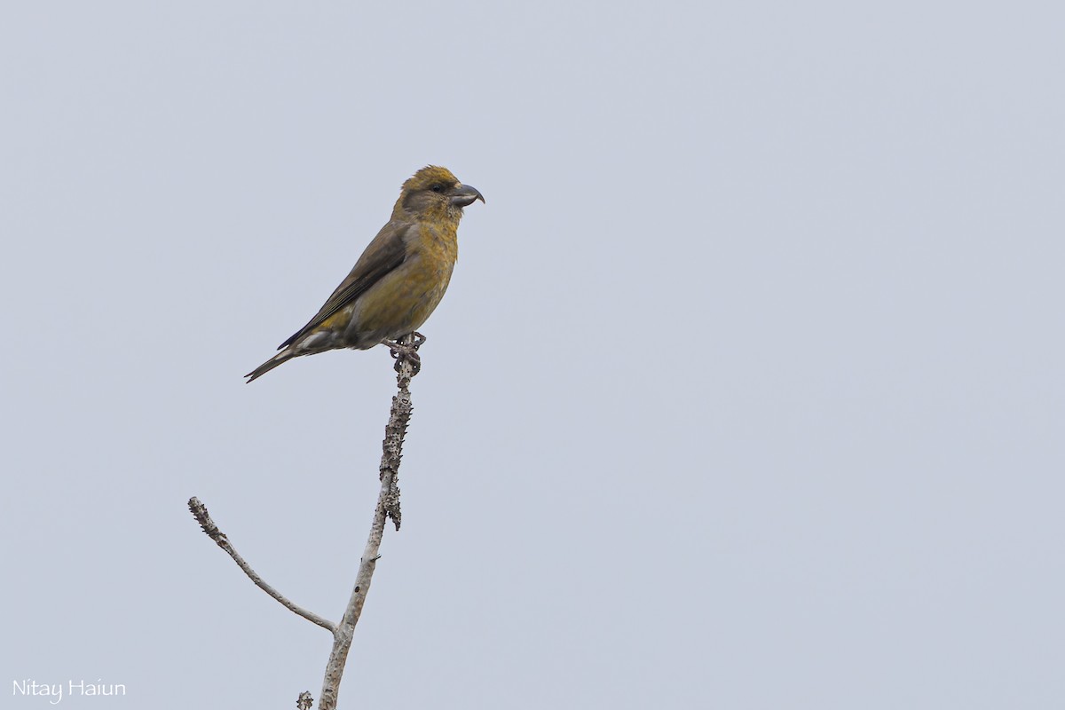 Red Crossbill (Cyprus) - ML620667108