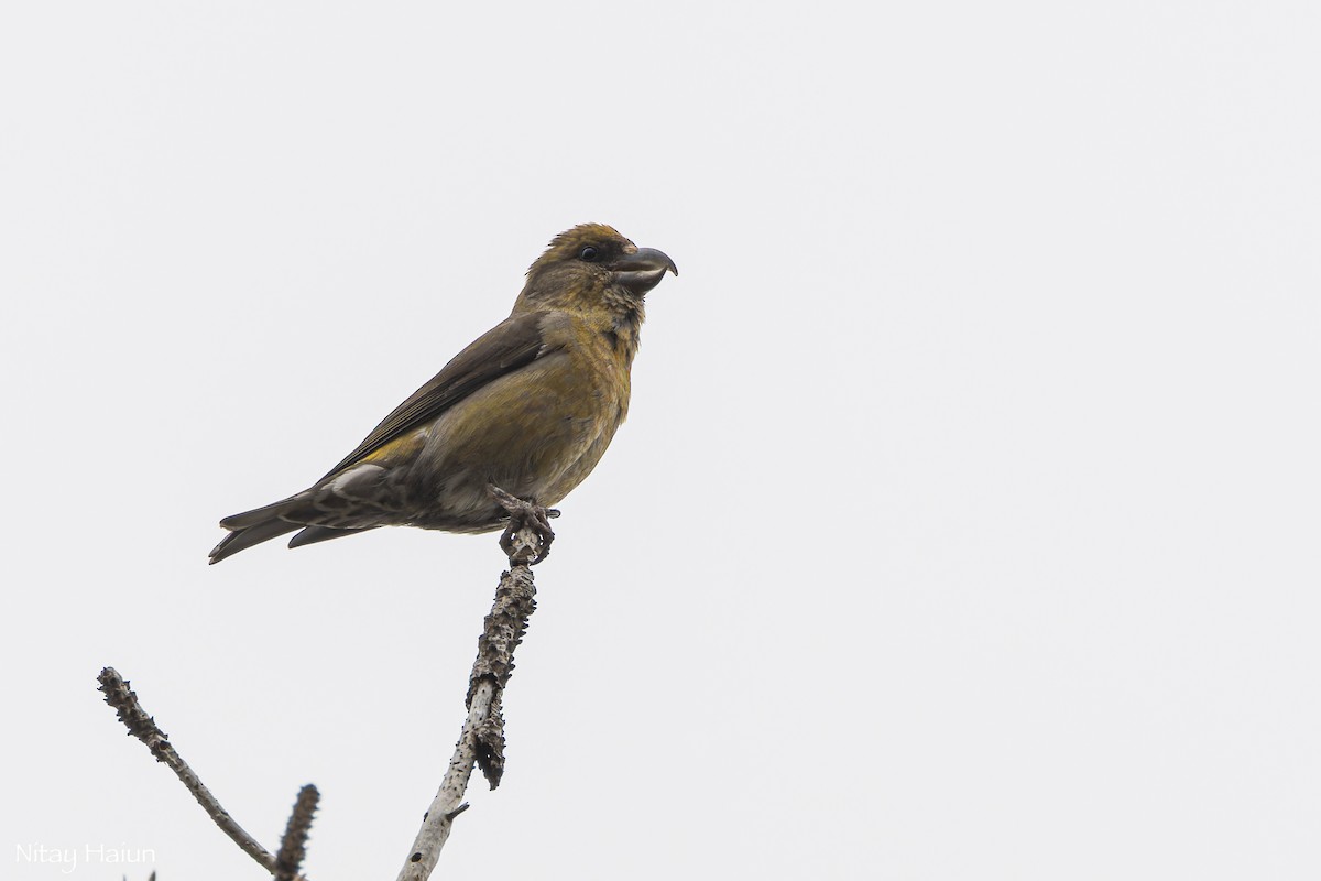 Red Crossbill (Cyprus) - nitay haiun