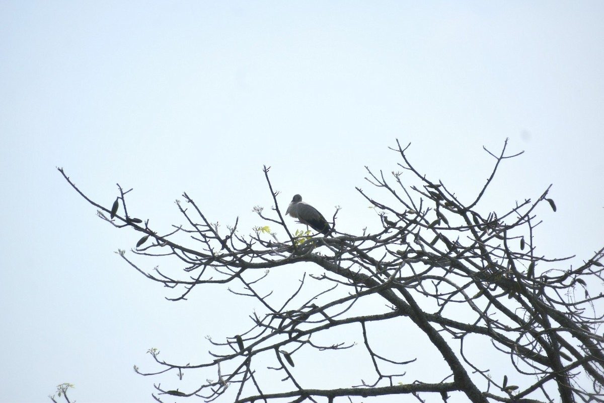 Asian Openbill - ML620667110