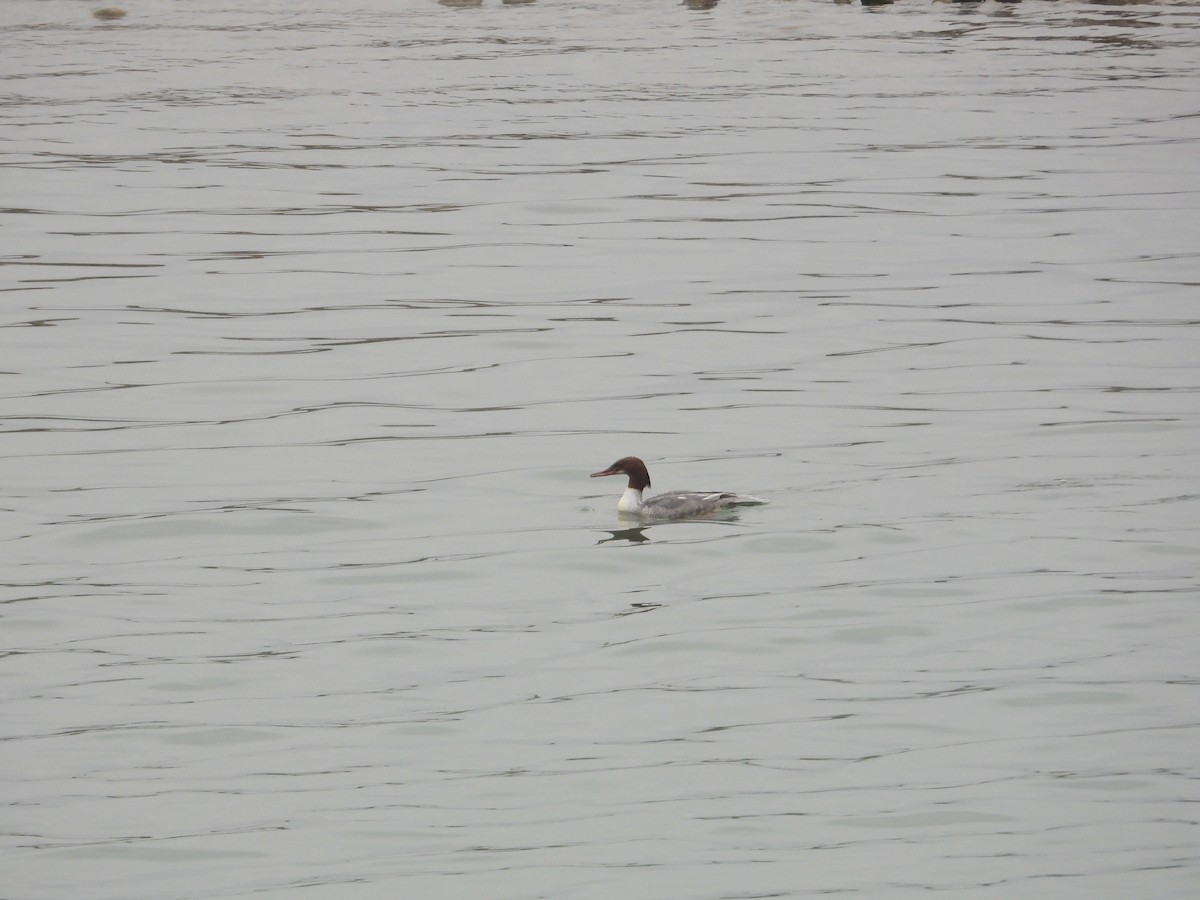 Common Merganser - ML620667111