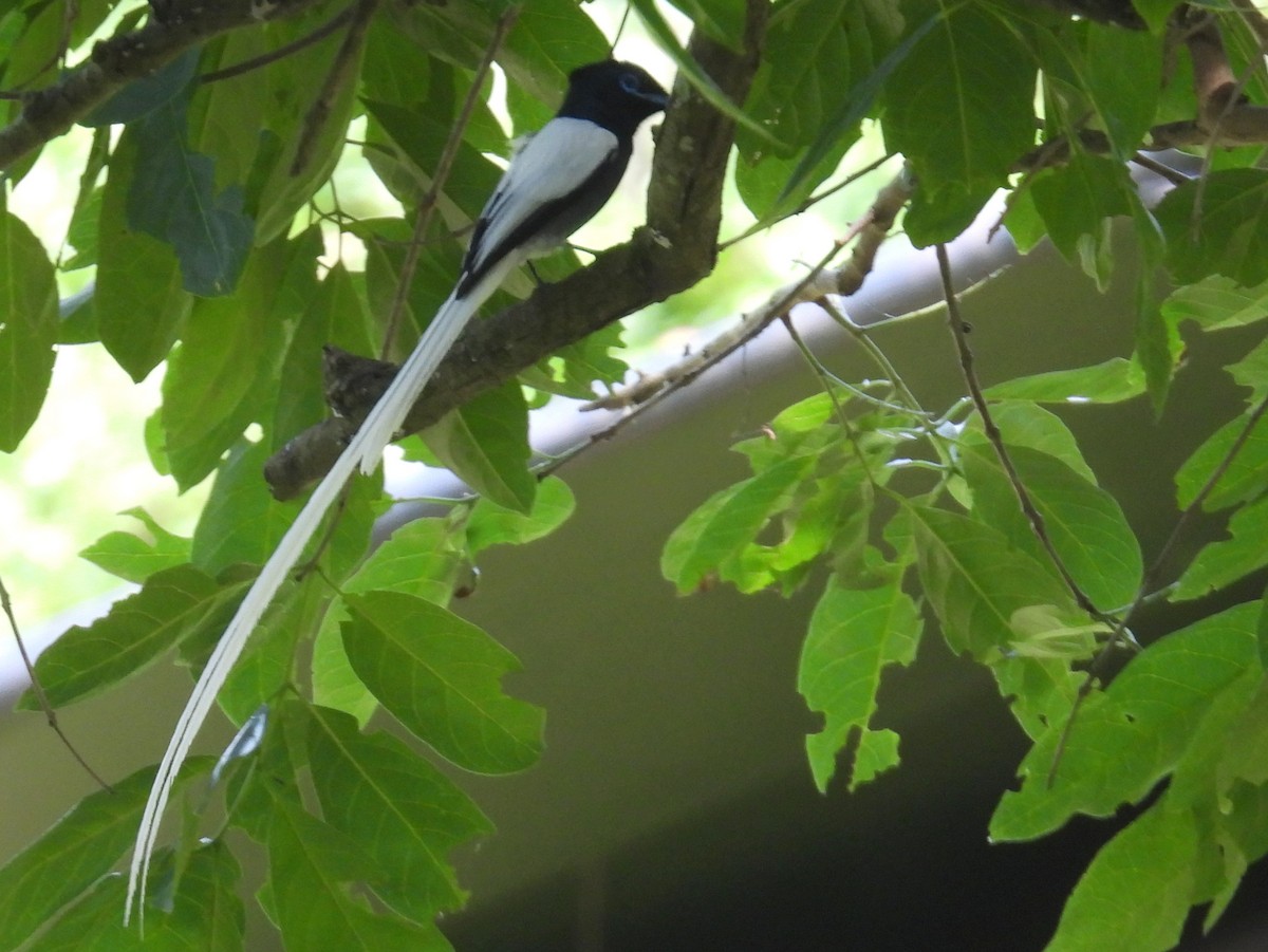 African Paradise-Flycatcher - ML620667113