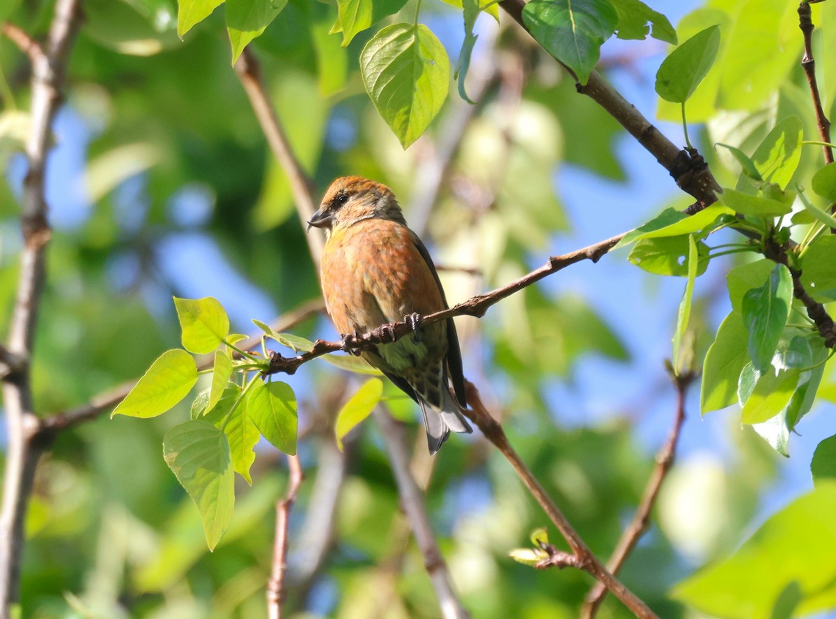 Red Crossbill - ML620667115