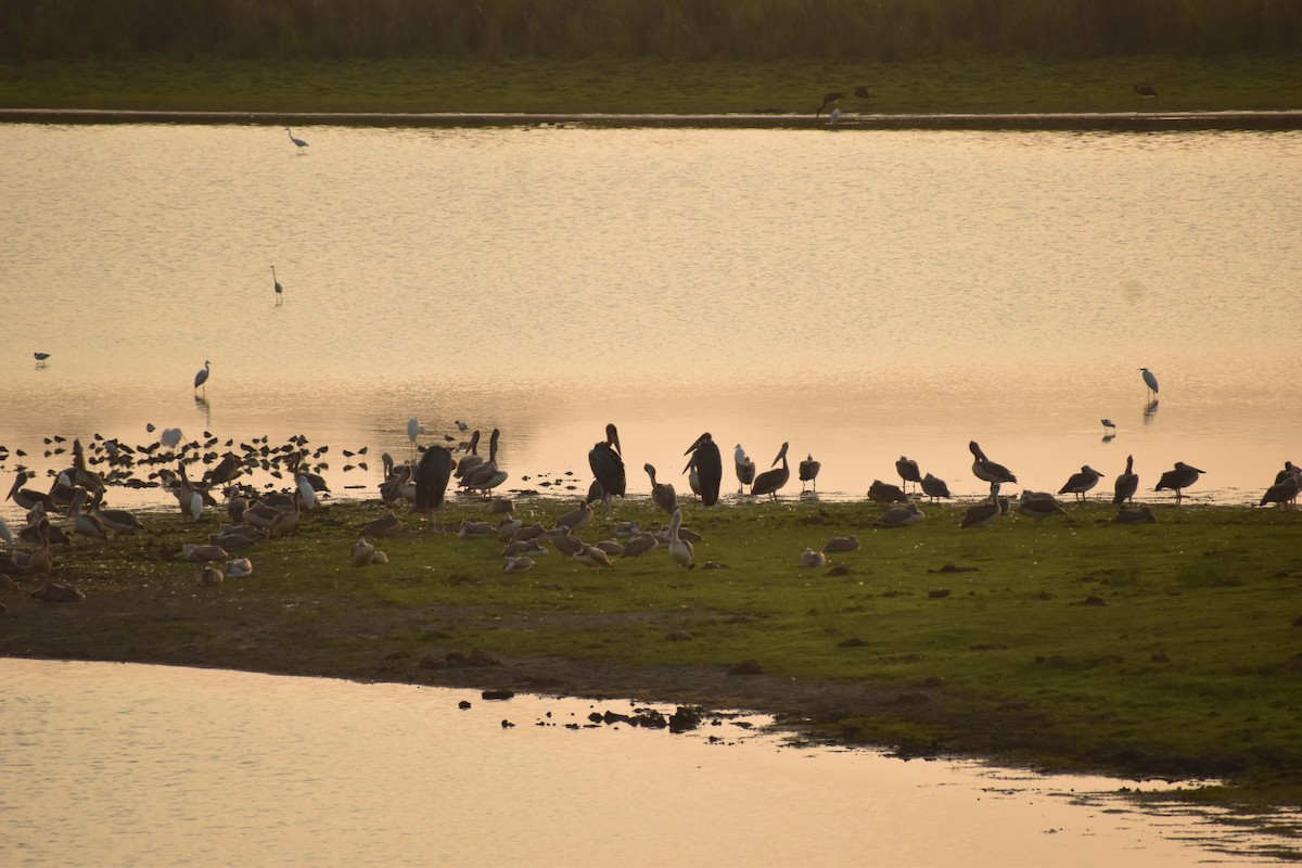 Lesser Adjutant - ML620667119