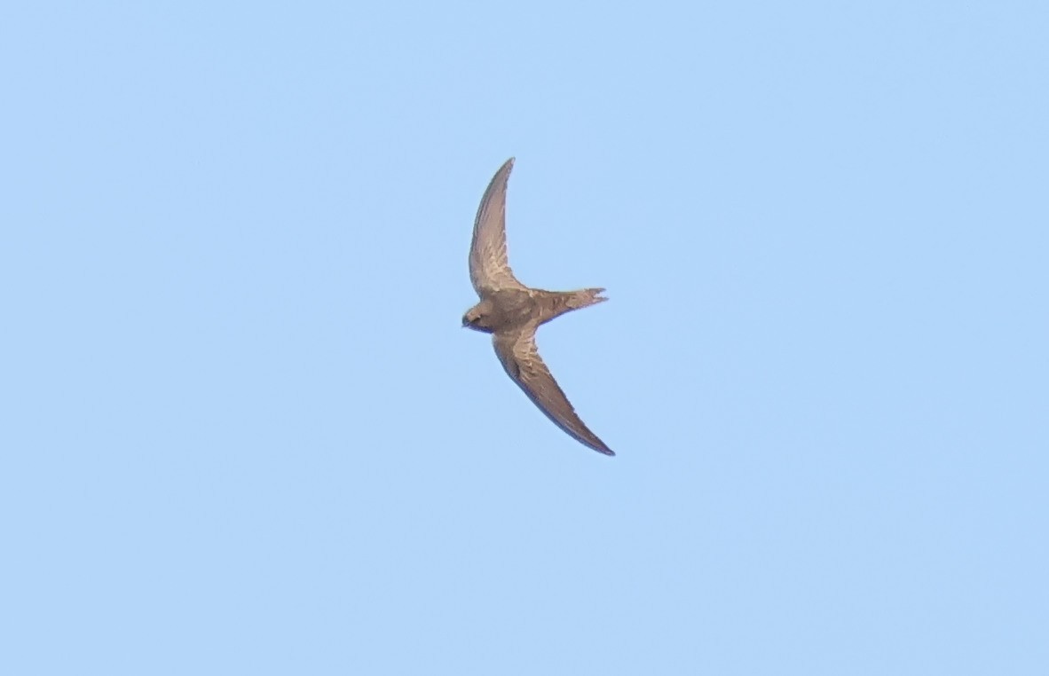 African Swift (African) - ML620667120