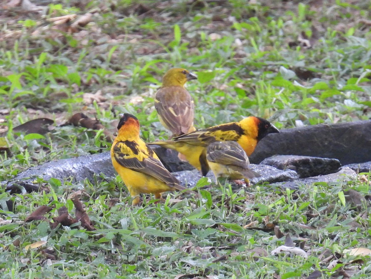 Village Weaver (Black-headed) - ML620667136