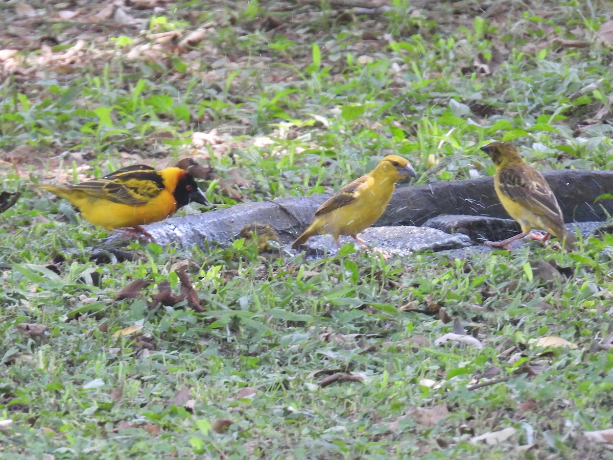 Village Weaver (Black-headed) - ML620667137