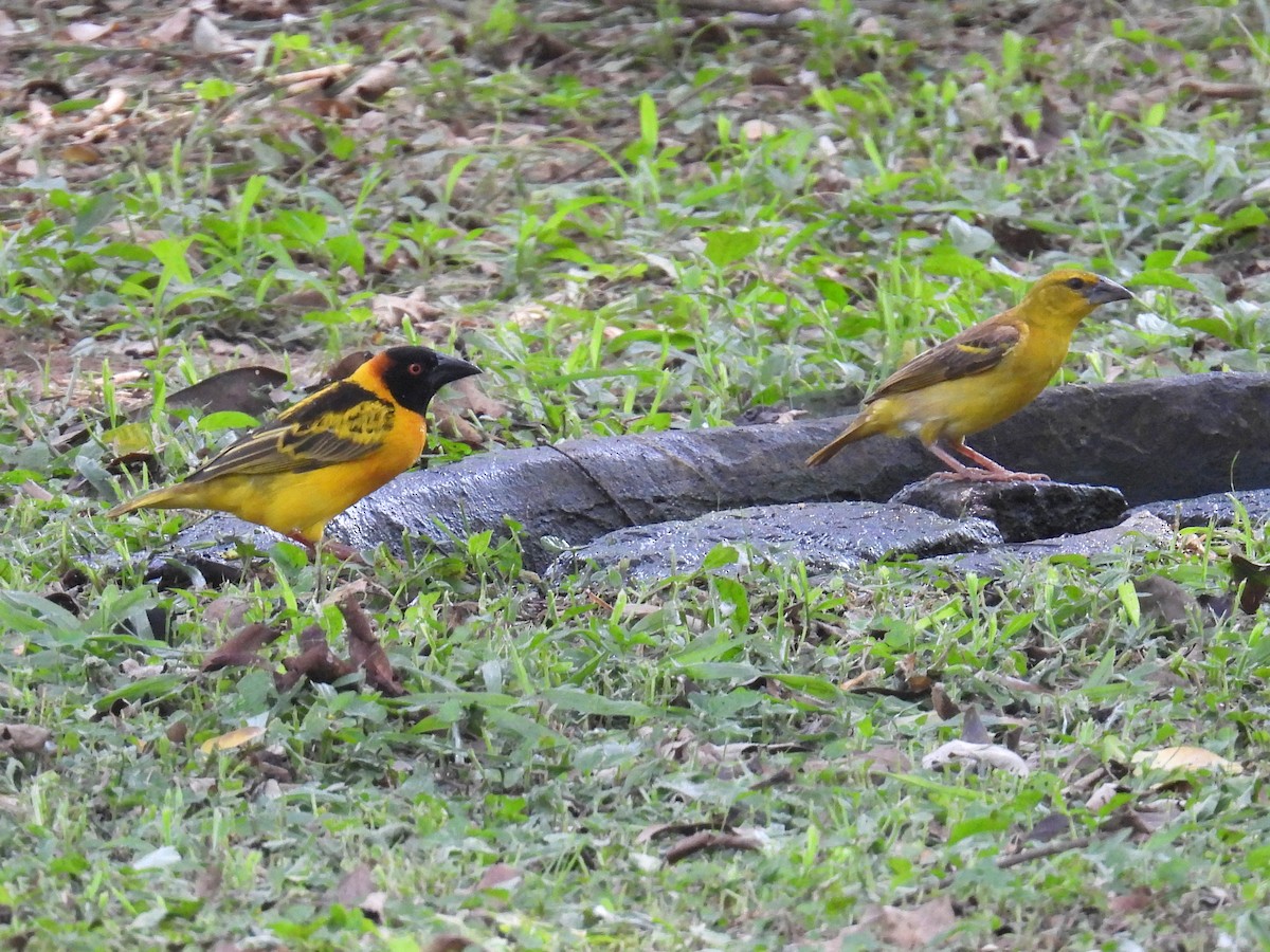 Village Weaver (Black-headed) - ML620667138