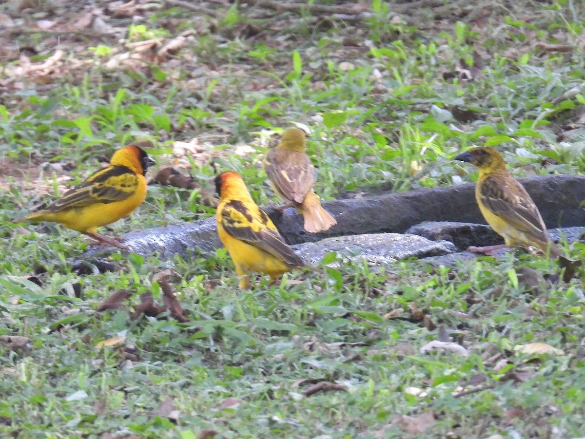 Village Weaver (Black-headed) - ML620667139