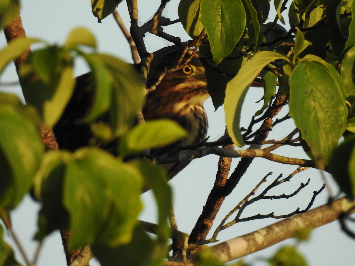 Green Heron - ML620667143