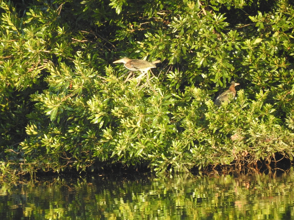 Green Heron - ML620667144