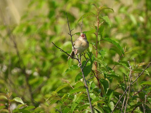 Grasshopper Sparrow - ML620667145