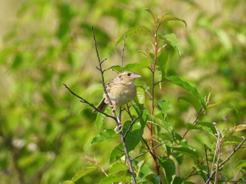 Grasshopper Sparrow - ML620667146