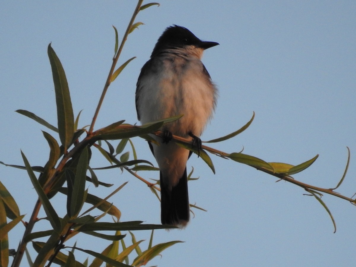 Eastern Kingbird - ML620667152