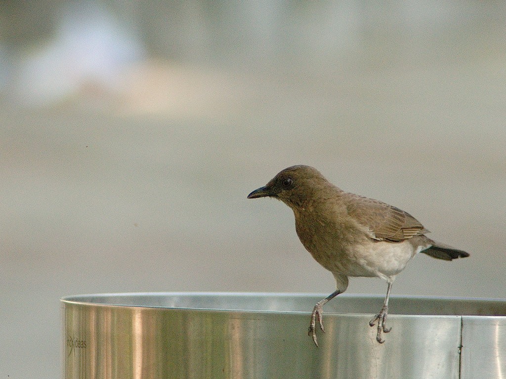 Black-billed Thrush - ML620667154