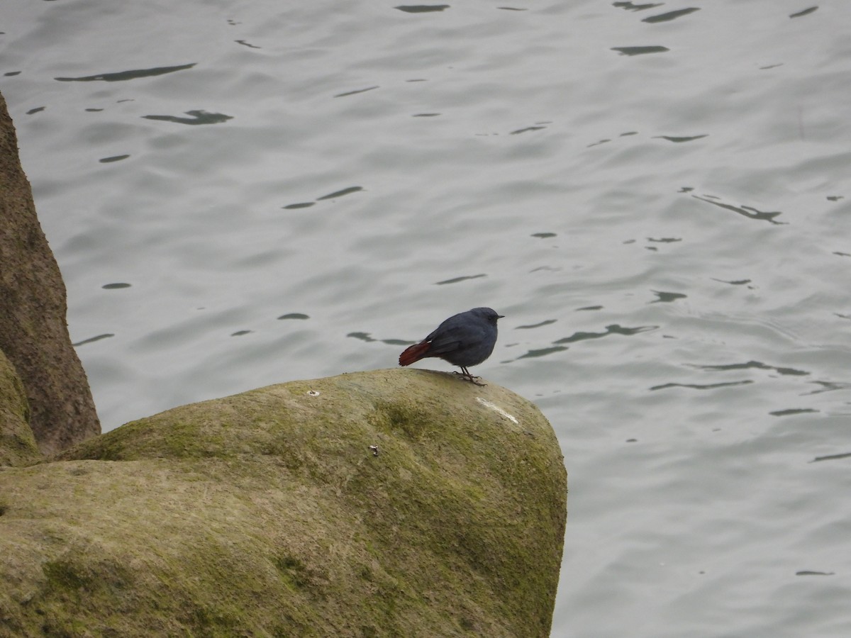 Plumbeous Redstart - ML620667155