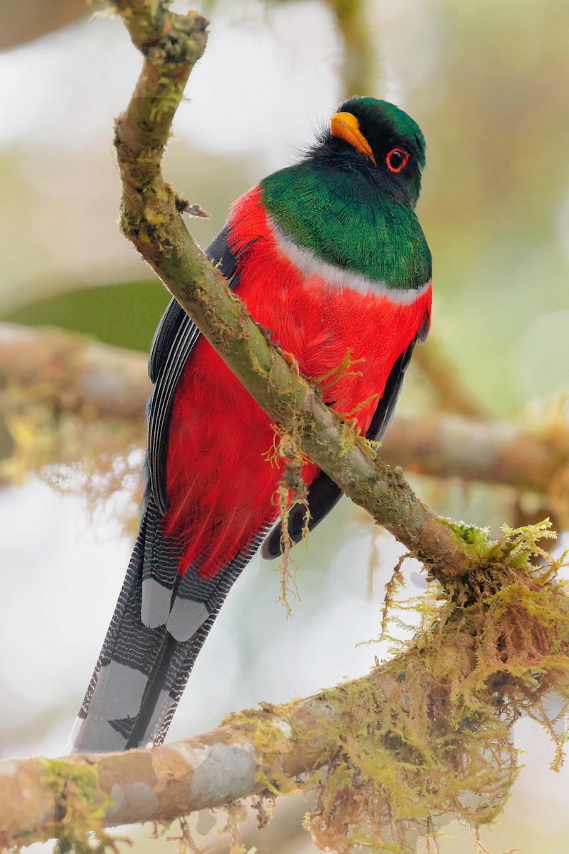 Masked Trogon - ML620667156