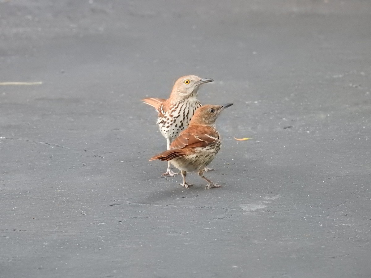 Brown Thrasher - ML620667161