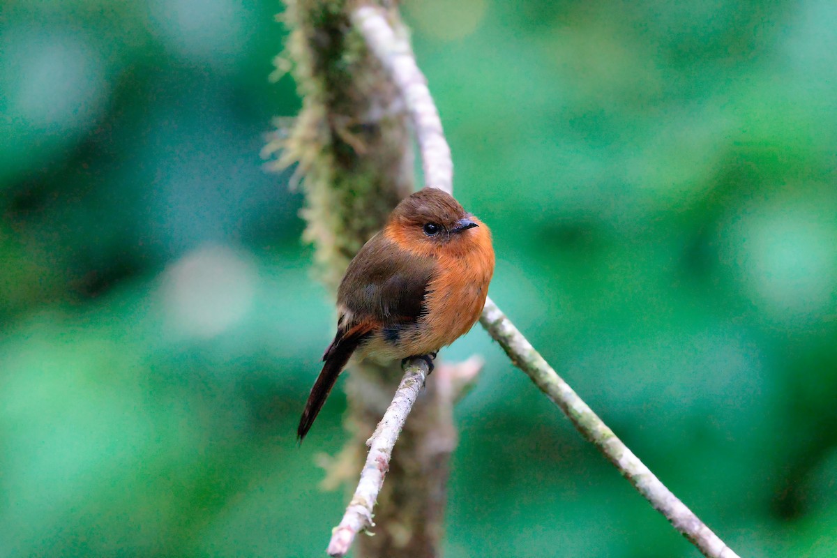 Cinnamon Flycatcher - ML620667164