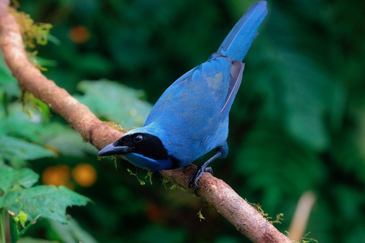 Turquoise Jay - ML620667165