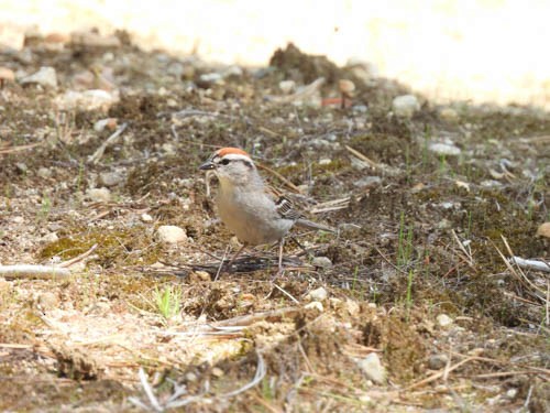 Chipping Sparrow - ML620667166