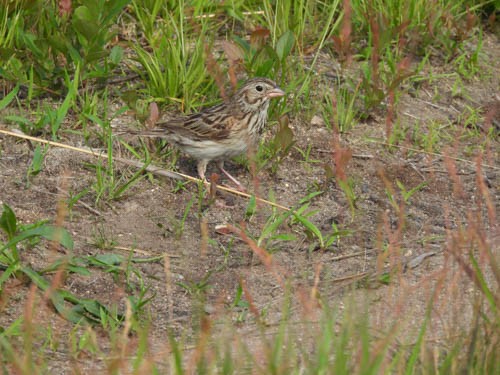 Vesper Sparrow - ML620667172