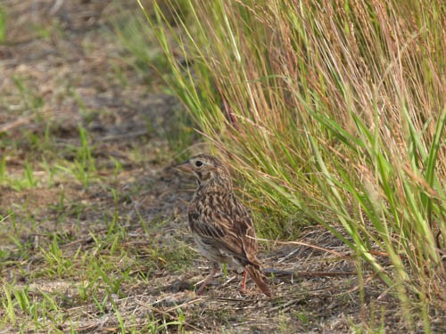 Vesper Sparrow - ML620667173