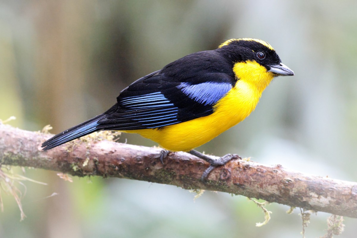 Blue-winged Mountain Tanager - ML620667177