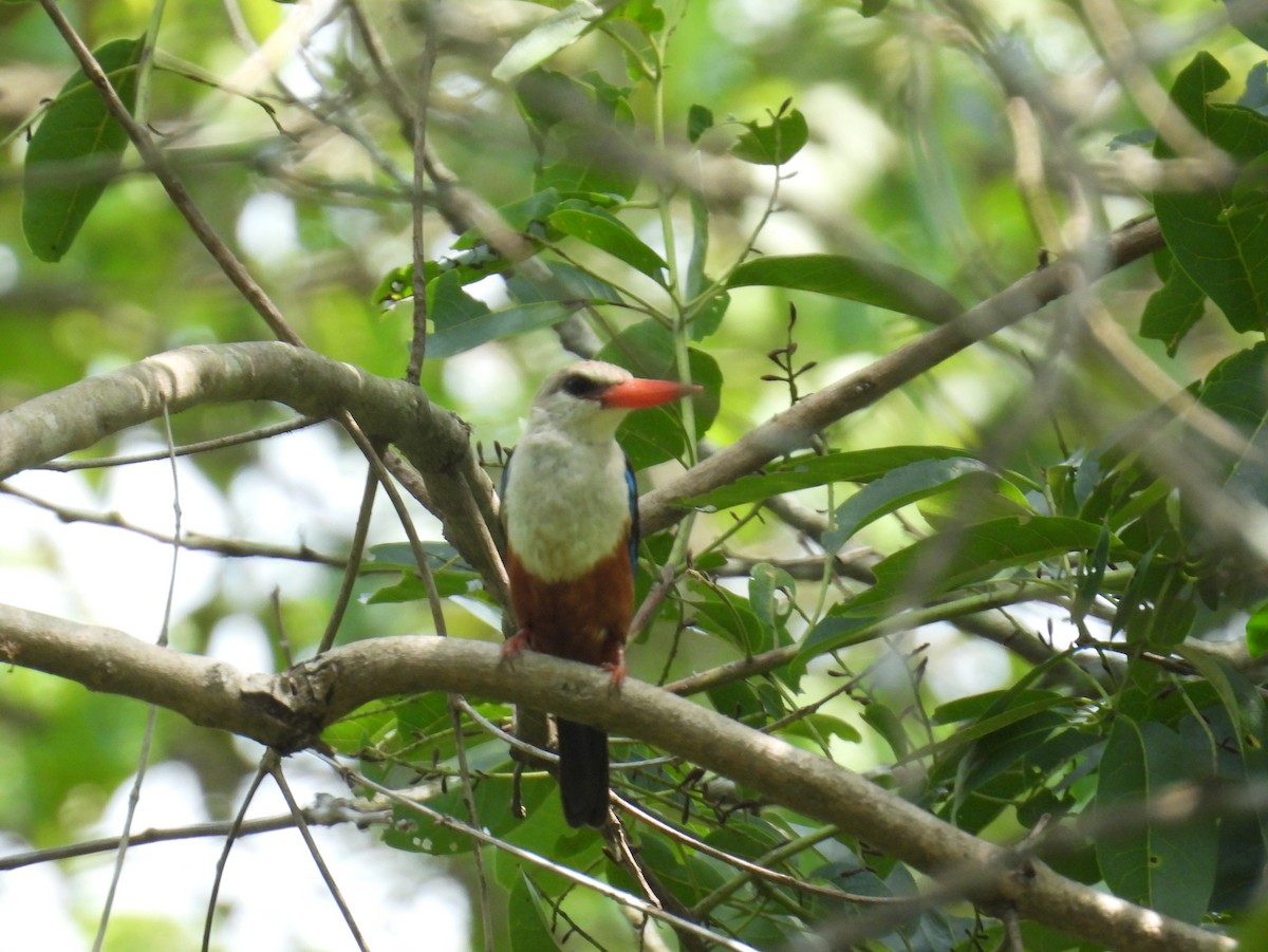 Gray-headed Kingfisher - ML620667179