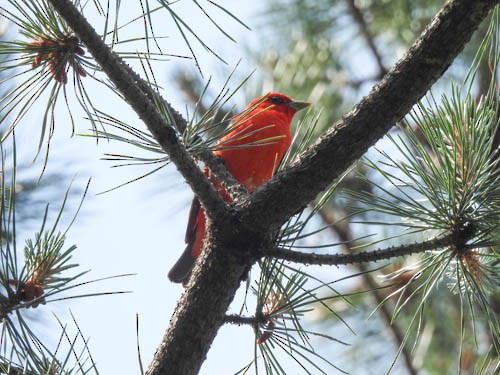 Scarlet Tanager - ML620667183