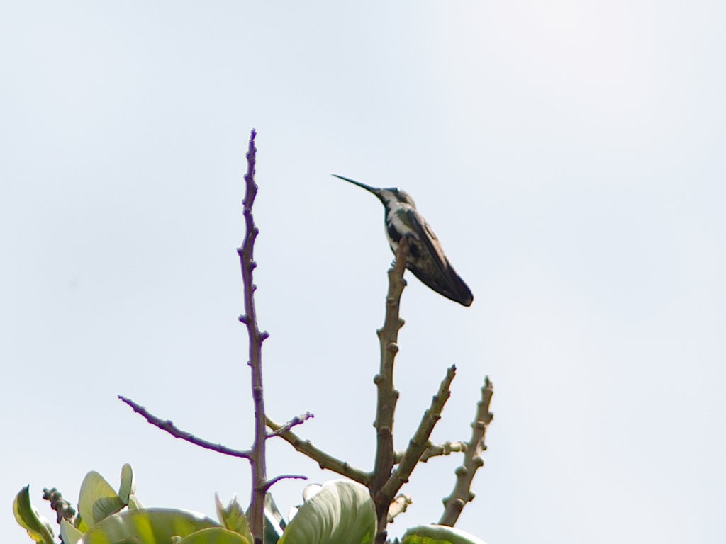 Black-throated Mango - ML620667187