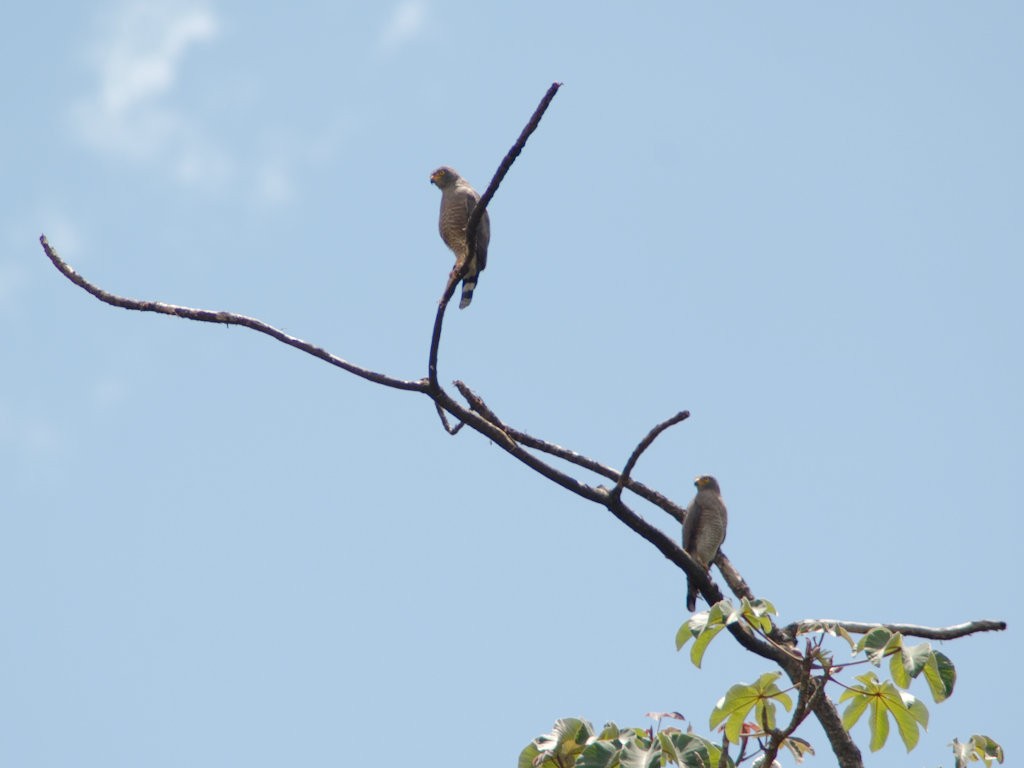 Roadside Hawk - ML620667190