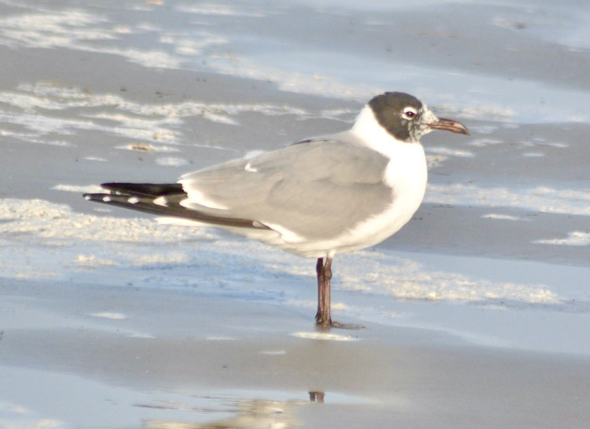 Laughing Gull - ML620667195