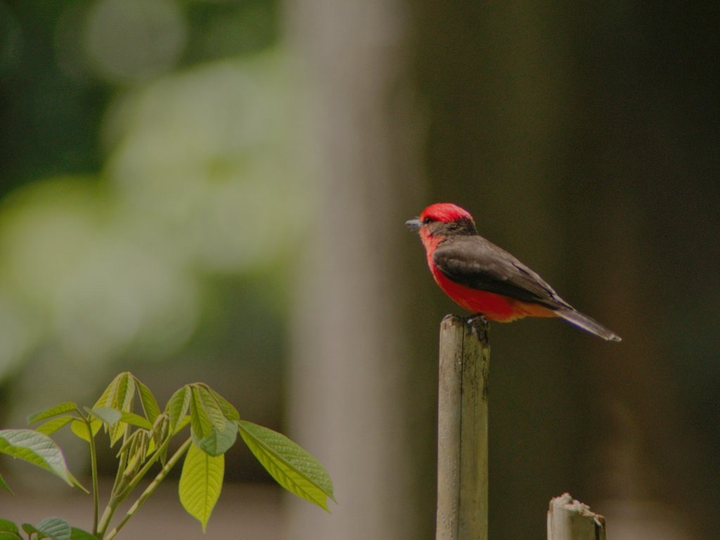 Vermilion Flycatcher - ML620667198