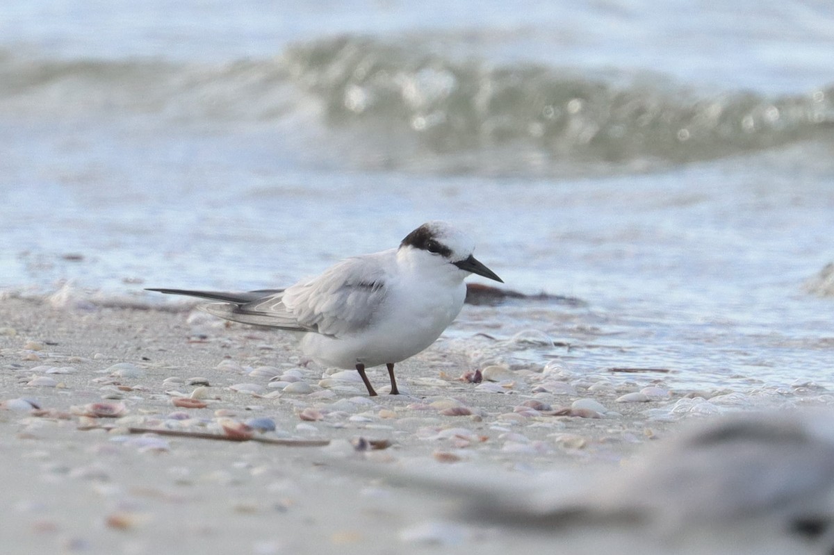 Little Tern - ML620667205