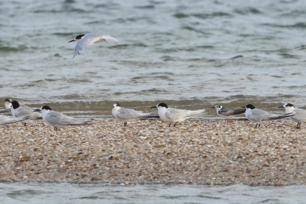 White-fronted Tern - ML620667207