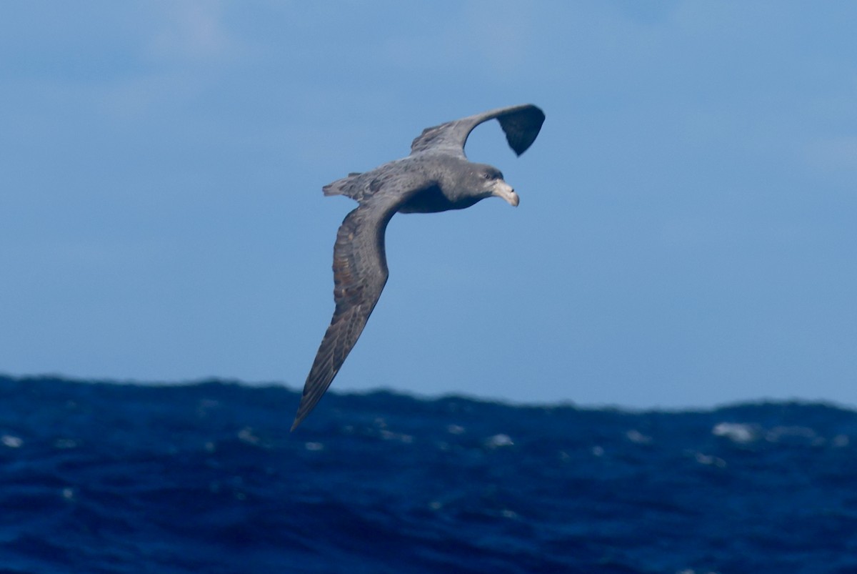 Northern Giant-Petrel - ML620667211