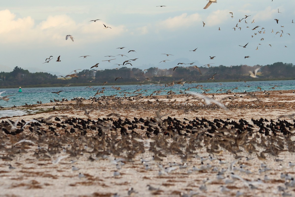 Bar-tailed Godwit - ML620667212