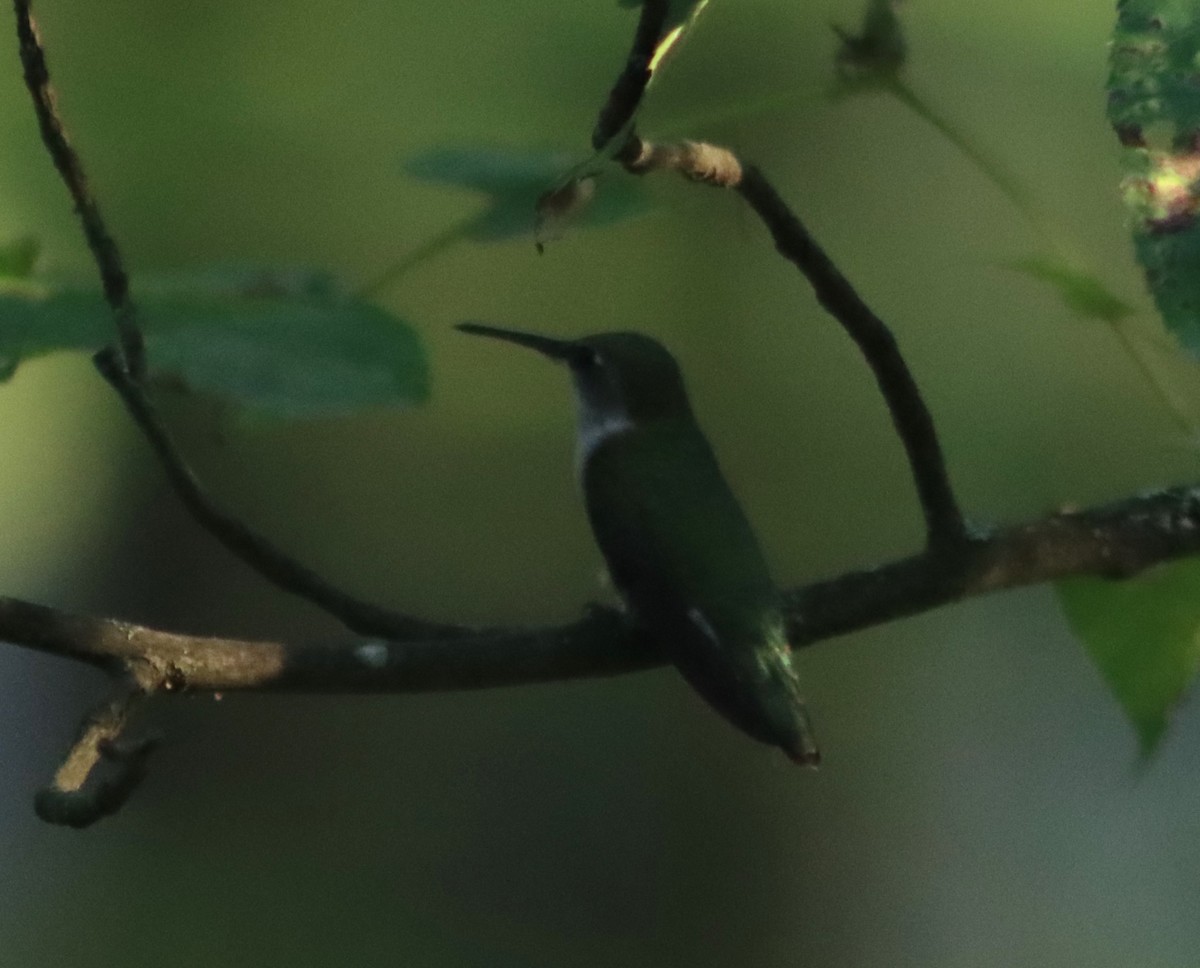 Ruby-throated Hummingbird - Gerald Fix