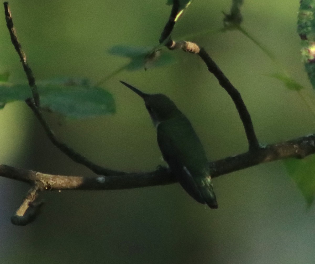 Colibri à gorge rubis - ML620667217