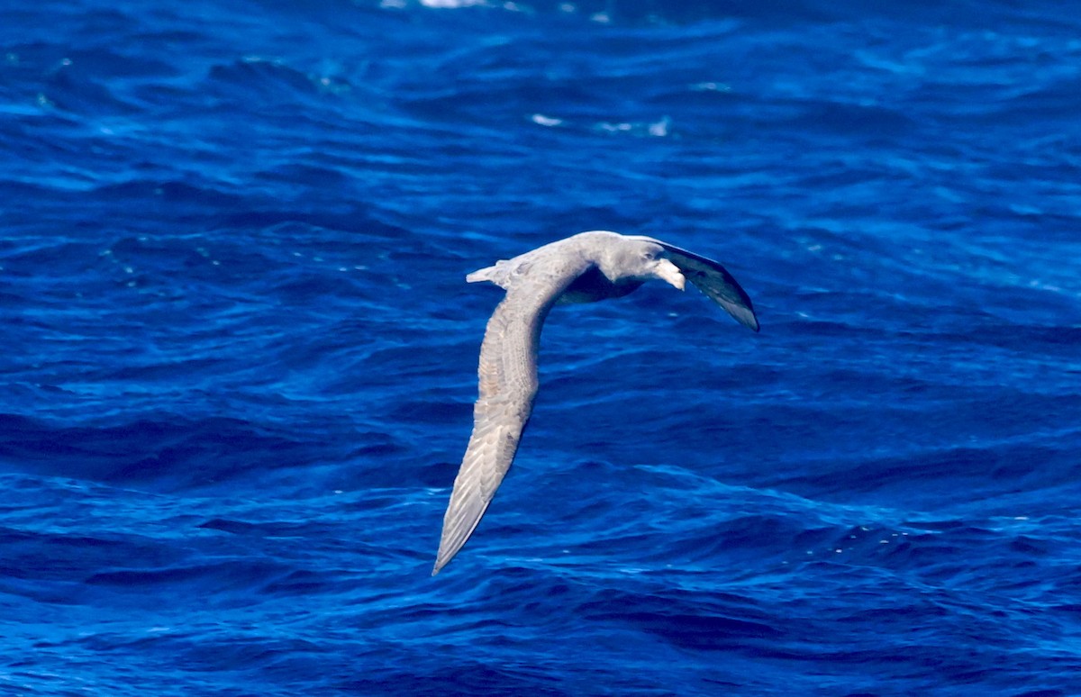 Northern Giant-Petrel - ML620667218