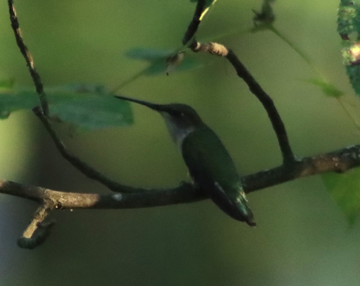 Colibri à gorge rubis - ML620667221