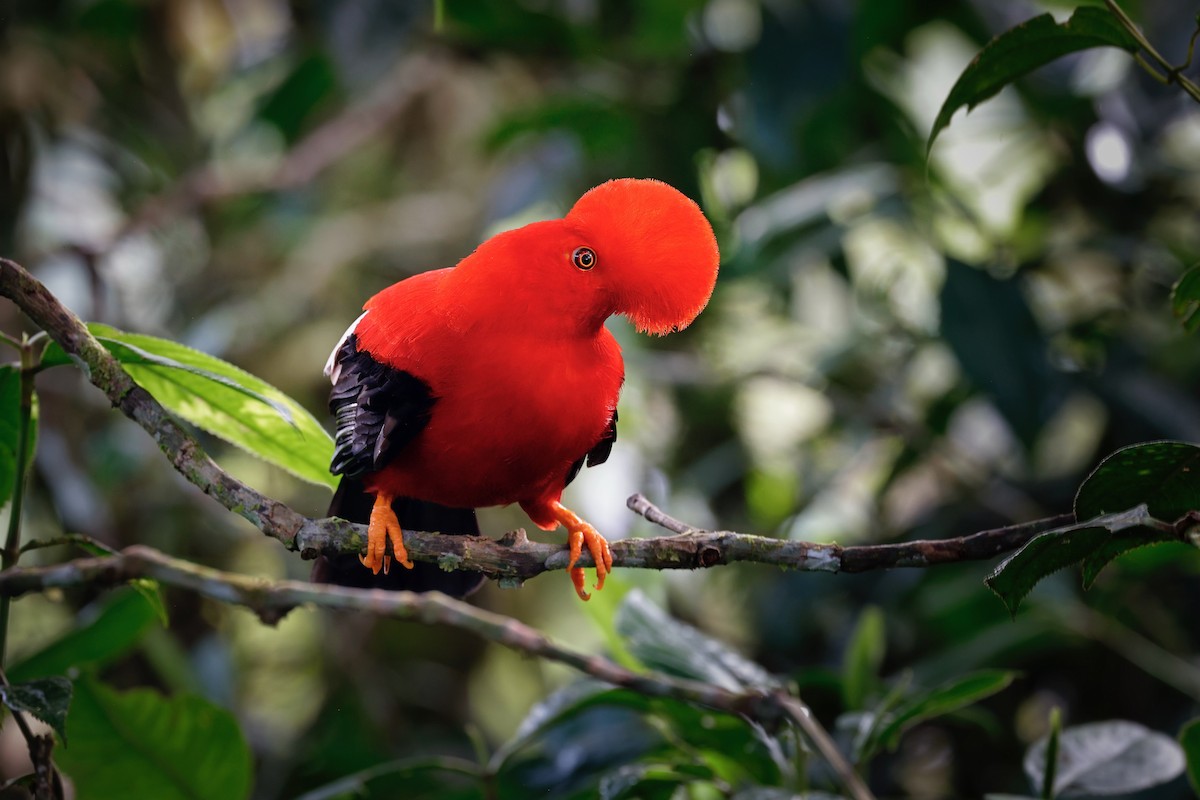 Gallito de las Rocas Peruano - ML620667234