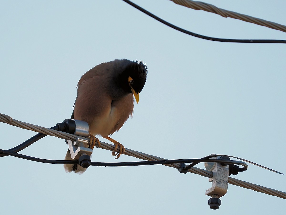 Common Myna - ML620667239