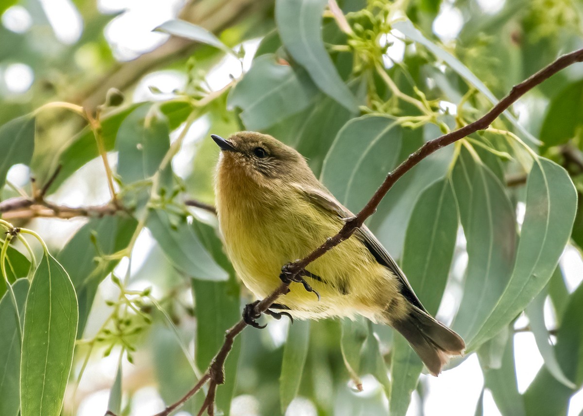 Yellow Thornbill - ML620667240