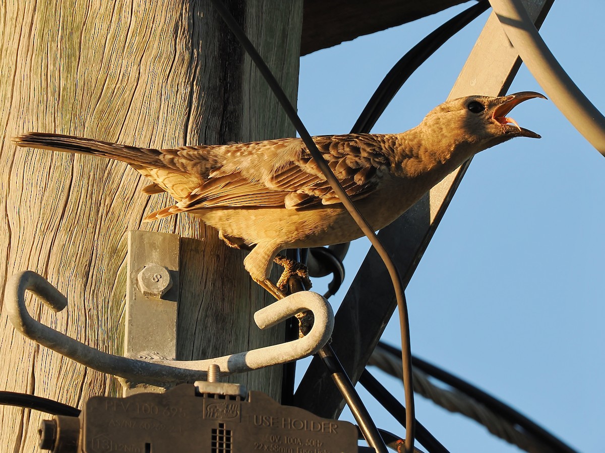 Great Bowerbird - ML620667242