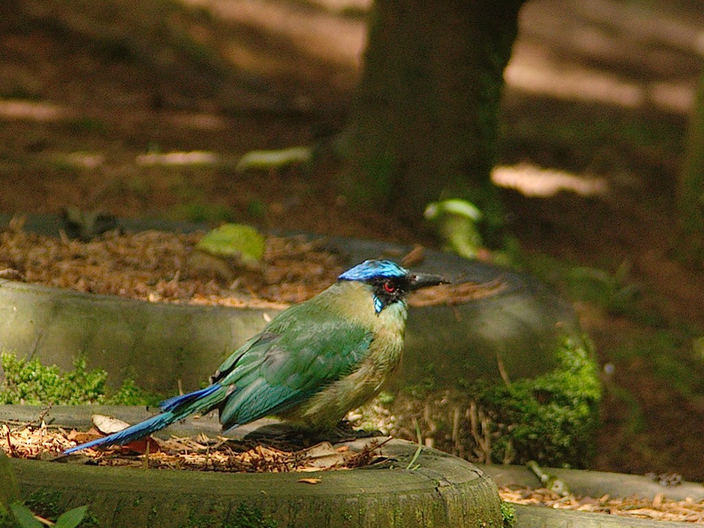 Andean Motmot - ML620667245